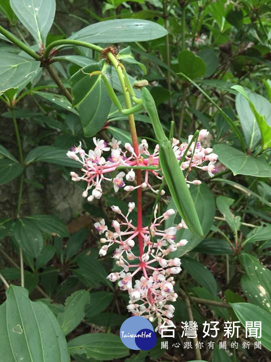 包括野牡丹藤等多種紫色花系,近日開遍位於台北市陽明山的花卉試驗中心的園區範圍。(圖/台北市政府工務局公園處)