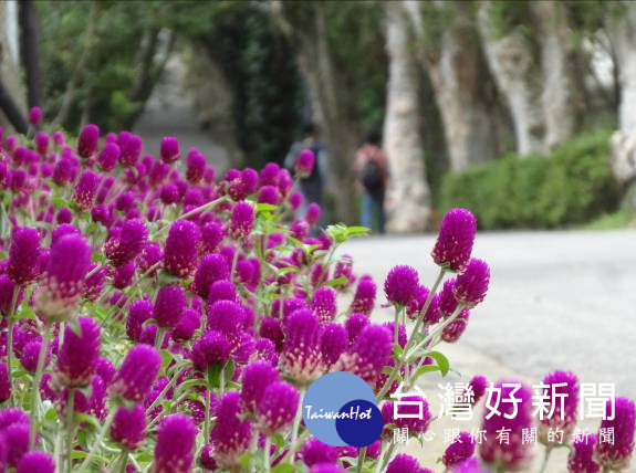 包括千日紅等多種紫色花系，近日開遍位於台北市陽明山的花卉試驗中心的園區範圍。（圖／台北市政府工務局公園處）