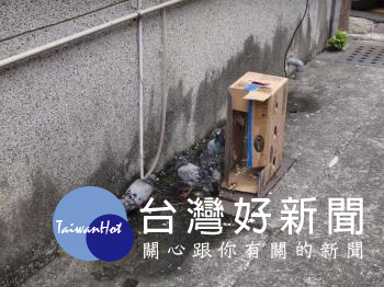 鴿子遭剪翅任意棄置路邊　飼主涉嫌虐待和棄養