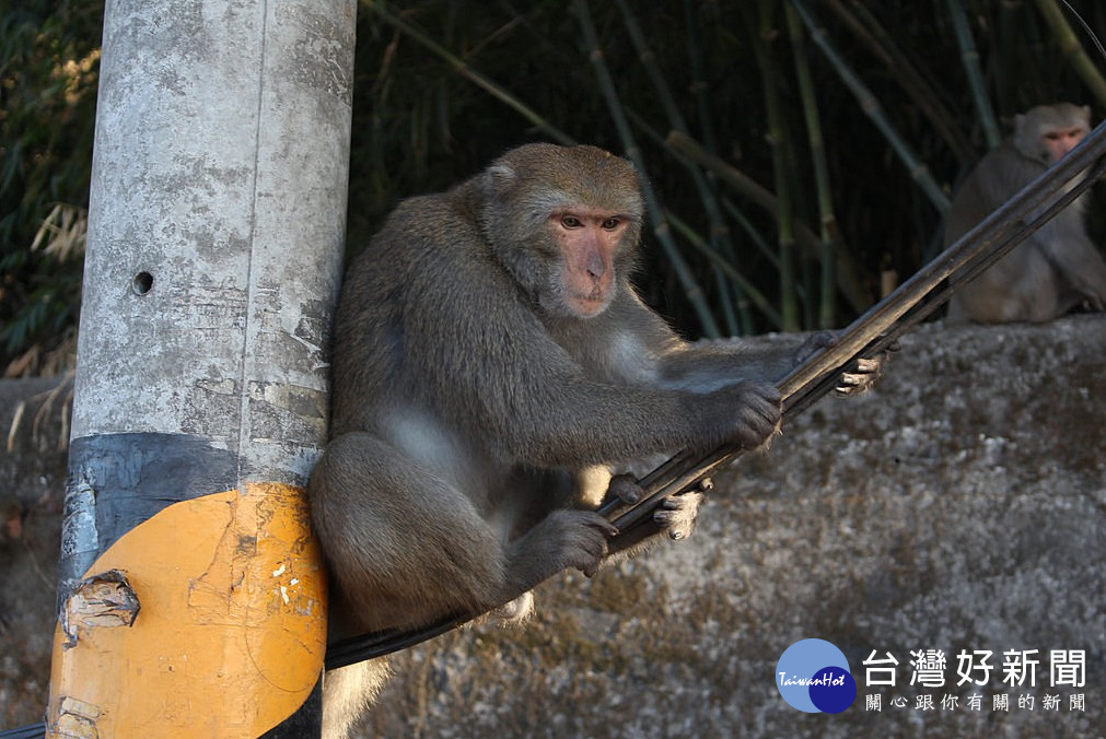 台灣獼猴危害農作物　屏縣府補助電圍網4萬元