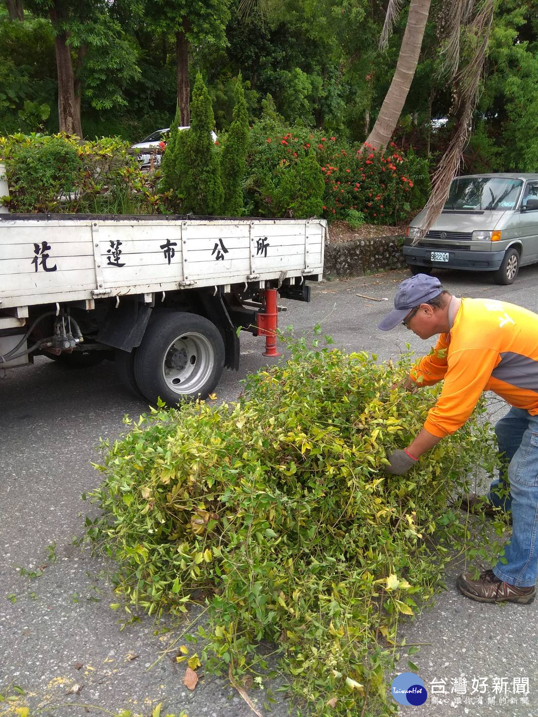 向綠癌宣戰  花蓮市公所收購小花蔓澤蘭　每公斤7元