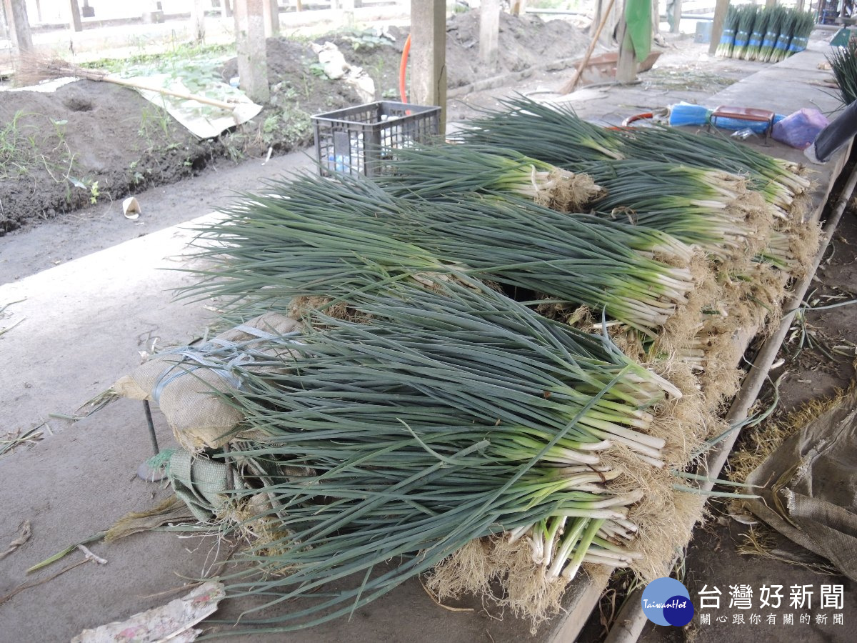 深怕泰利豪大雨危害　溪州蔥農忙採收整裝出貨