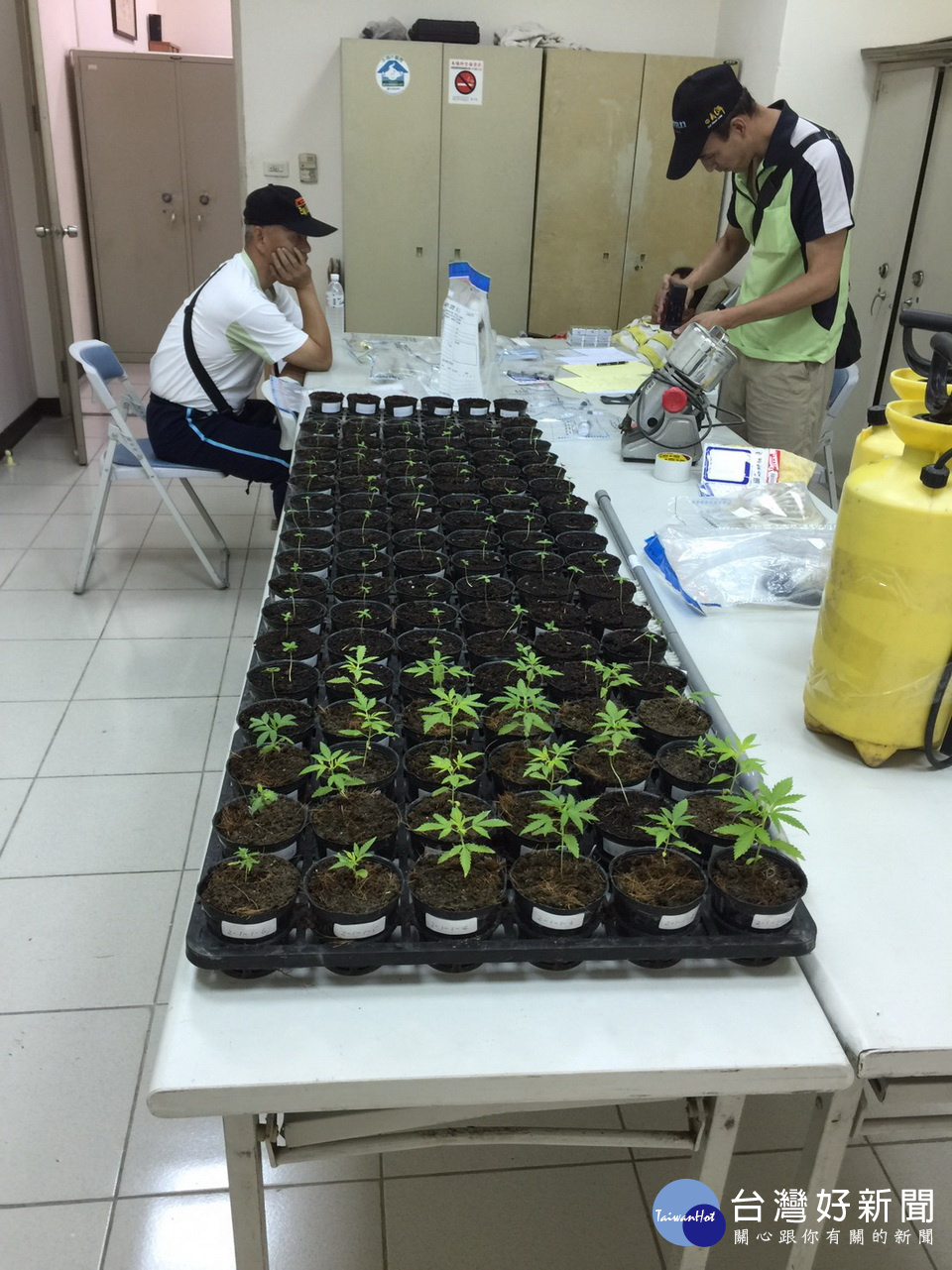 警方在偏僻山區查獲大麻幼苗。（縣警局提供）