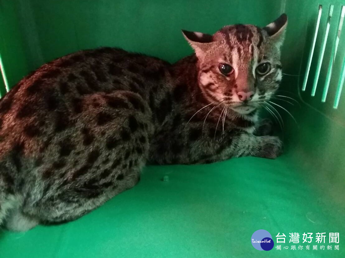 究竟是虎斑貓?亦或是石虎,動保處長陳淵泉表示,經確認是瀕臨絕種的一級保育類動物-石虎。(圖/動保處提供)