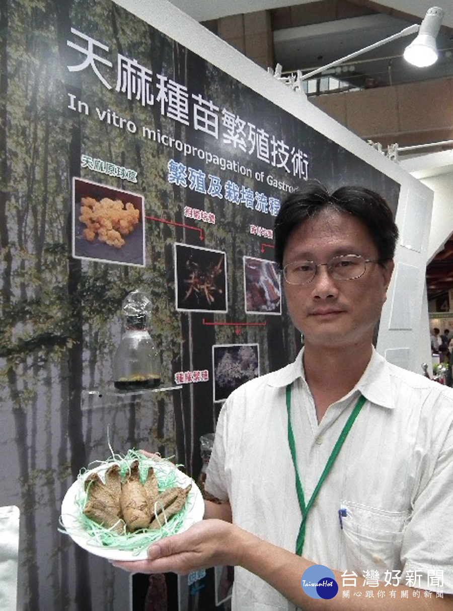 天麻在海內外市場需求均高,量產成果將可望帶動更多商機。
