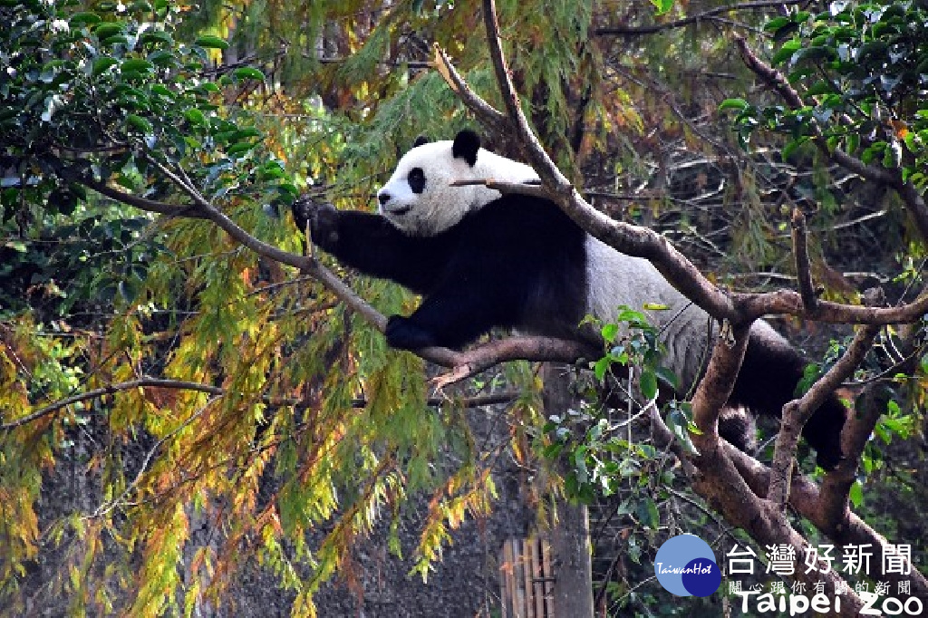 鋒面接近可惜降溫有限　大貓熊戶外活動再等等