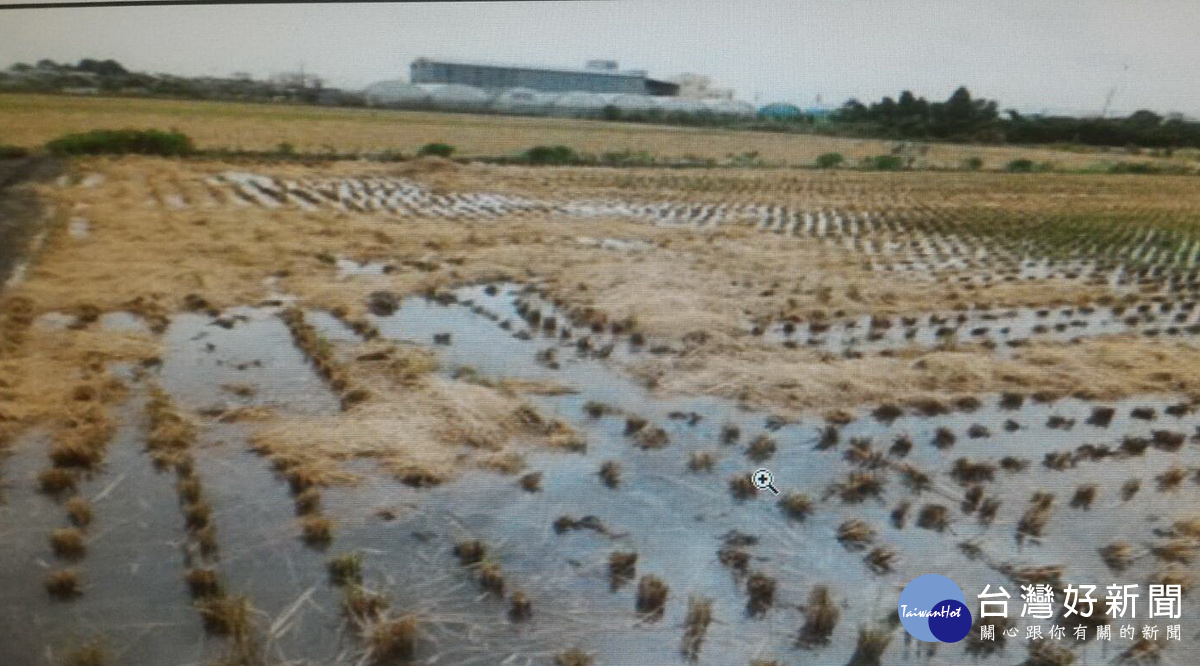 使用分解菌後稻田需保有水份。(農糧署提供)