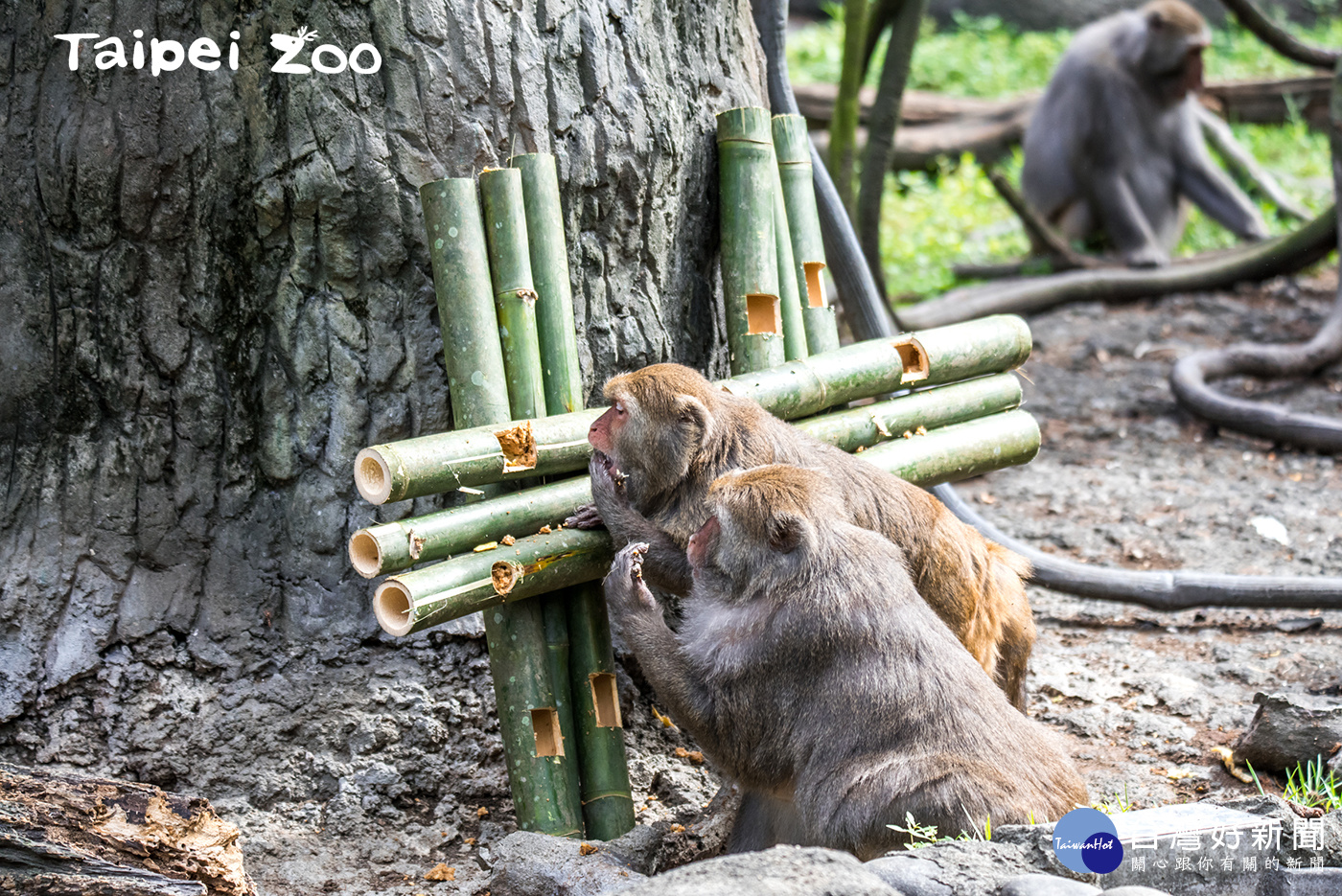 歡度國慶　動物大啖「雙十套餐」