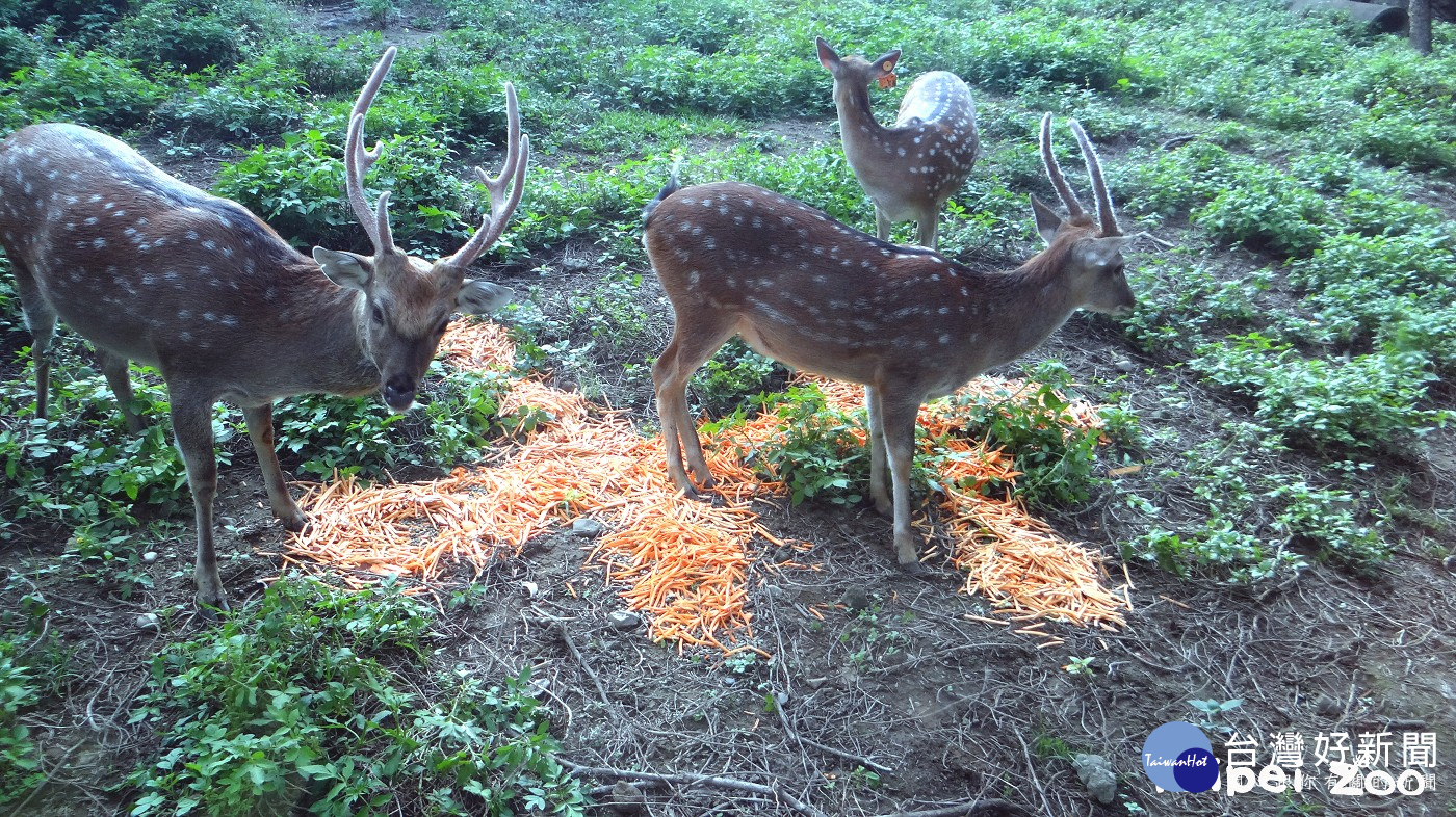 歡度國慶 動物大啖「雙十套餐」
