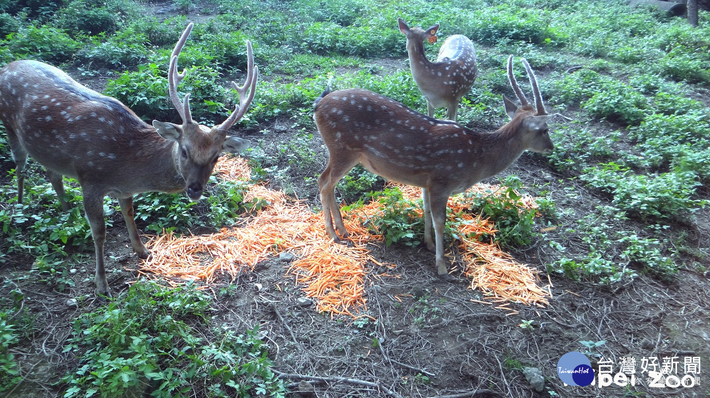 歡度國慶　動物大啖「雙十套餐」