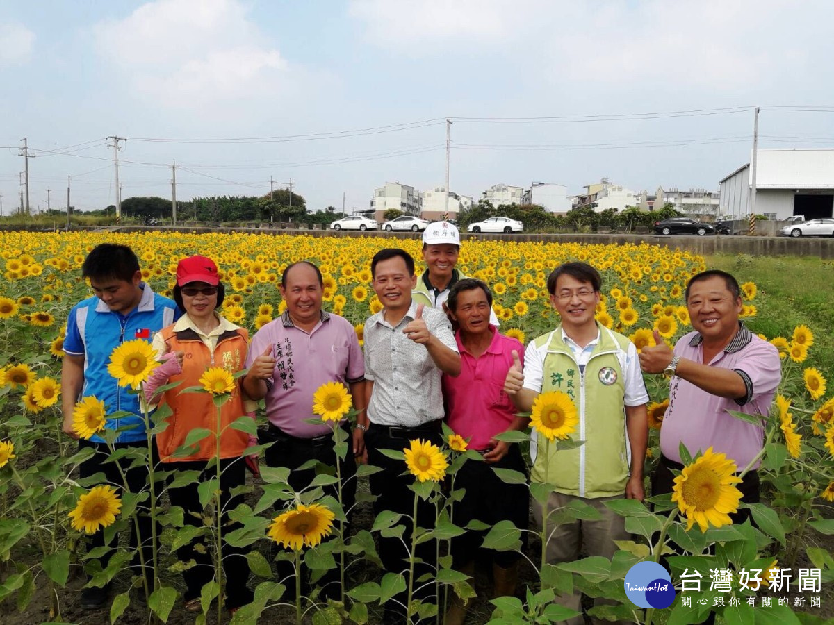 發展地方觀光產業 花壇金黃色浪漫花田民眾捕捉美景