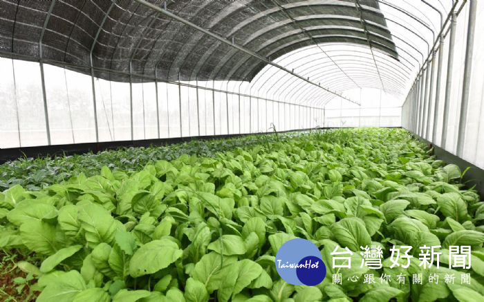 龍潭肯納園有機蔬菜農園。