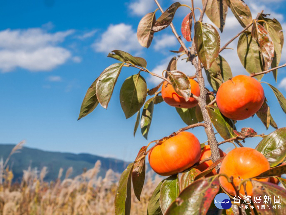 從天然柿子中萃取出的柿子鞣酸，是日本正夯的天然除臭素材。