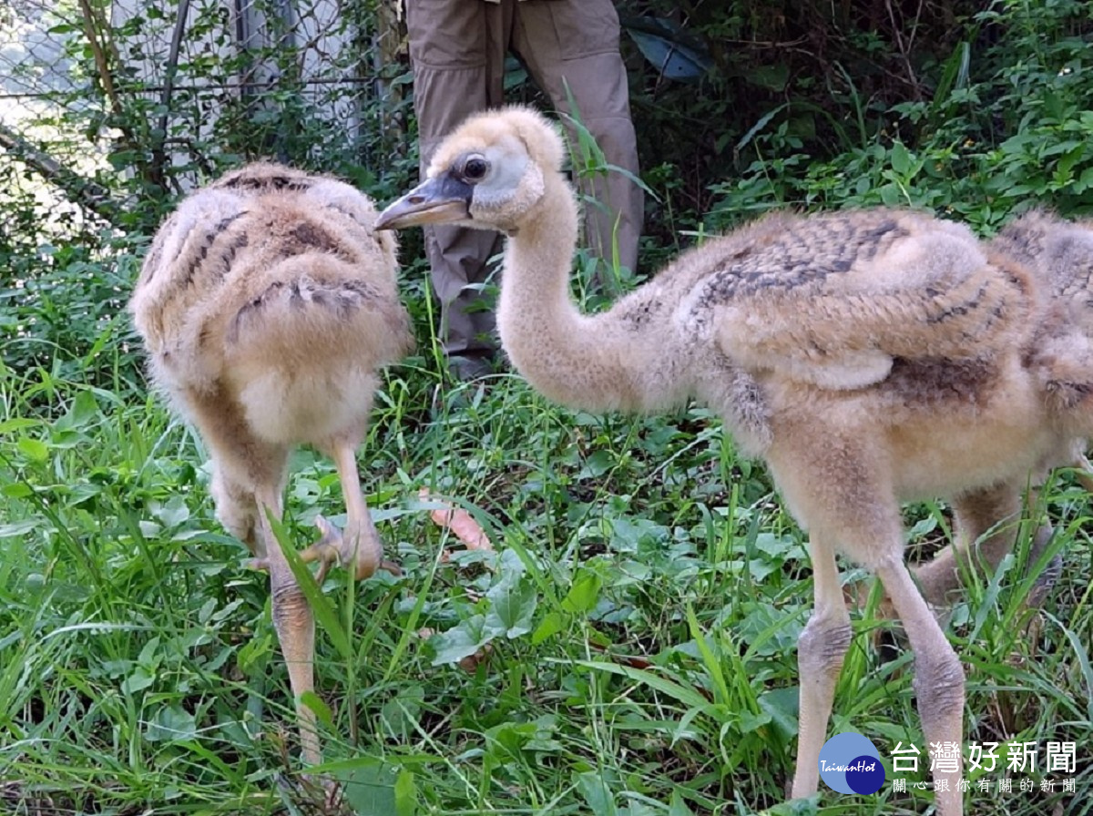 (圖/台北市立動物園提供)