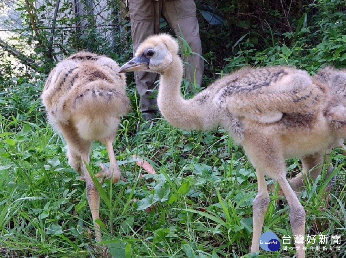 （圖／台北市立動物園提供）