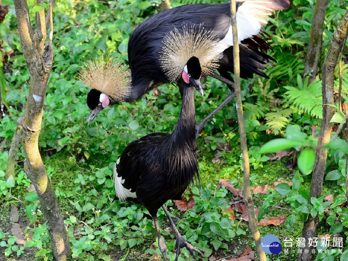 (圖/台北市立動物園提供)