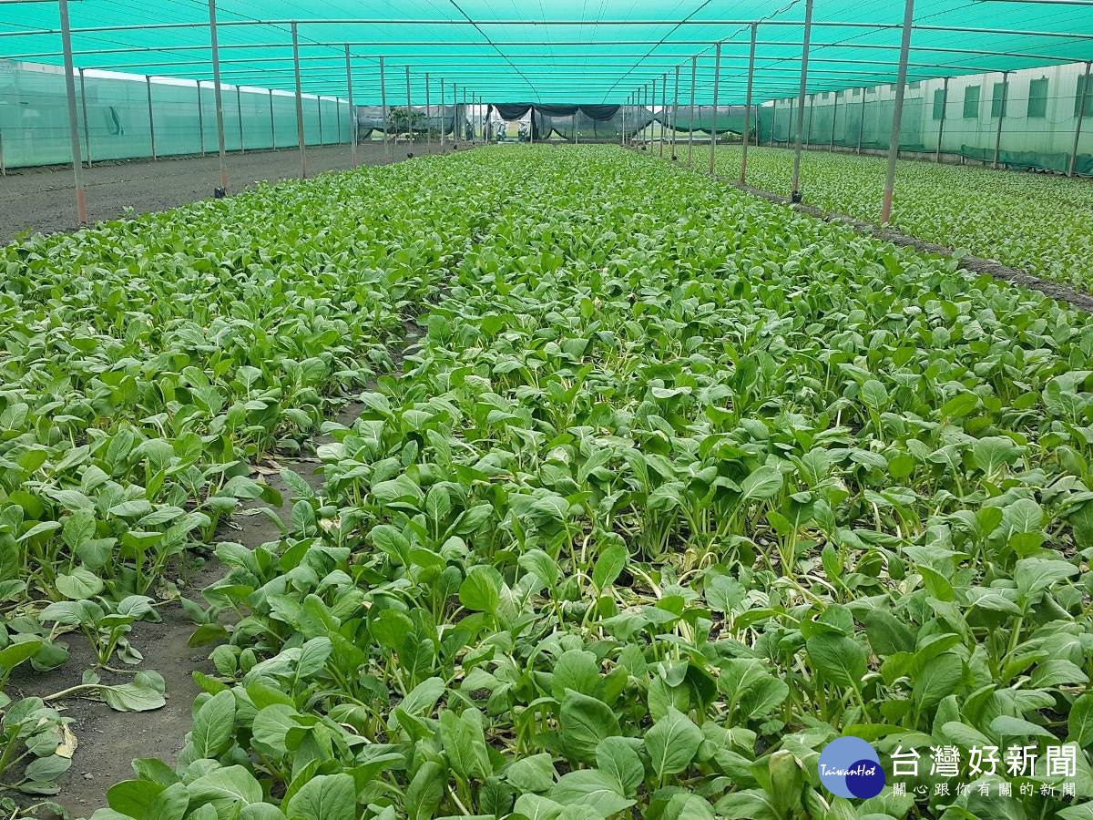 東北部農災嚴重產地蔬菜價揚　呈現「南貨北調」現象