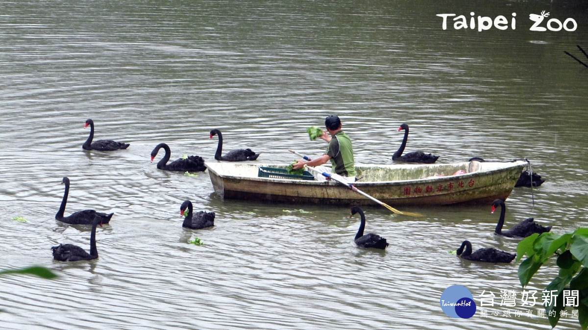 每天上、下午各一次的餵食時間，保育員會划船帶著食物進場（圖／台北市立動物園提供）