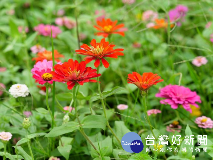 花彩節楊梅搶先登場,搭公車、自行開車都暢通。