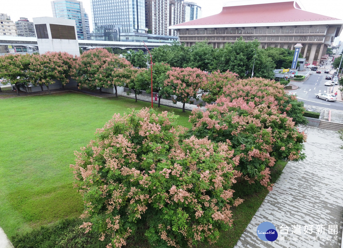 秋天的手撫過 台灣欒樹黃轉紅