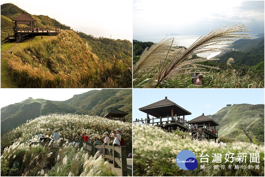 遊賞漫山遍野的芒花勝景草嶺古道芒花季11 4登場 台灣好新聞taiwanhot Net 遊賞漫山遍野的芒花勝景草嶺古道芒花季11 4登場 台灣好新聞taiwanhot Net