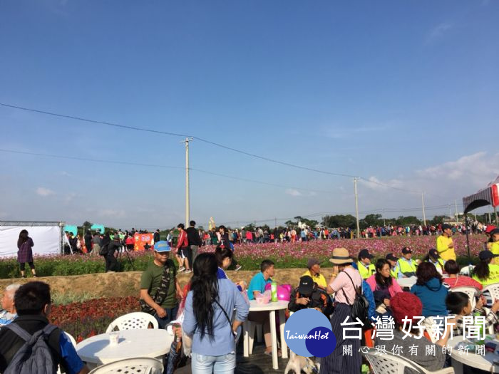花彩節第一炮楊梅花區，在開展的首個週末，兩日即突破十萬人到現場賞花。