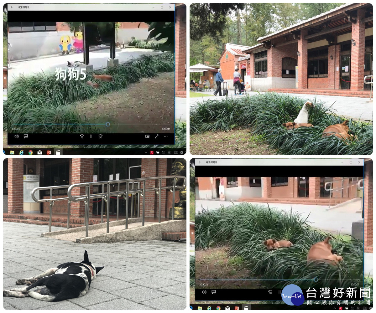 陸客減少造成慈湖園區冷清，市議員楊朝偉在總質詢中擔心園區內的「狗比銅像多」。