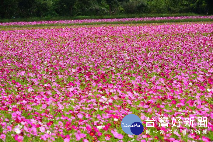 龍潭花區結合當地最顯著的客家風情，推出花區主題「靚花水月、歡迎作客」。