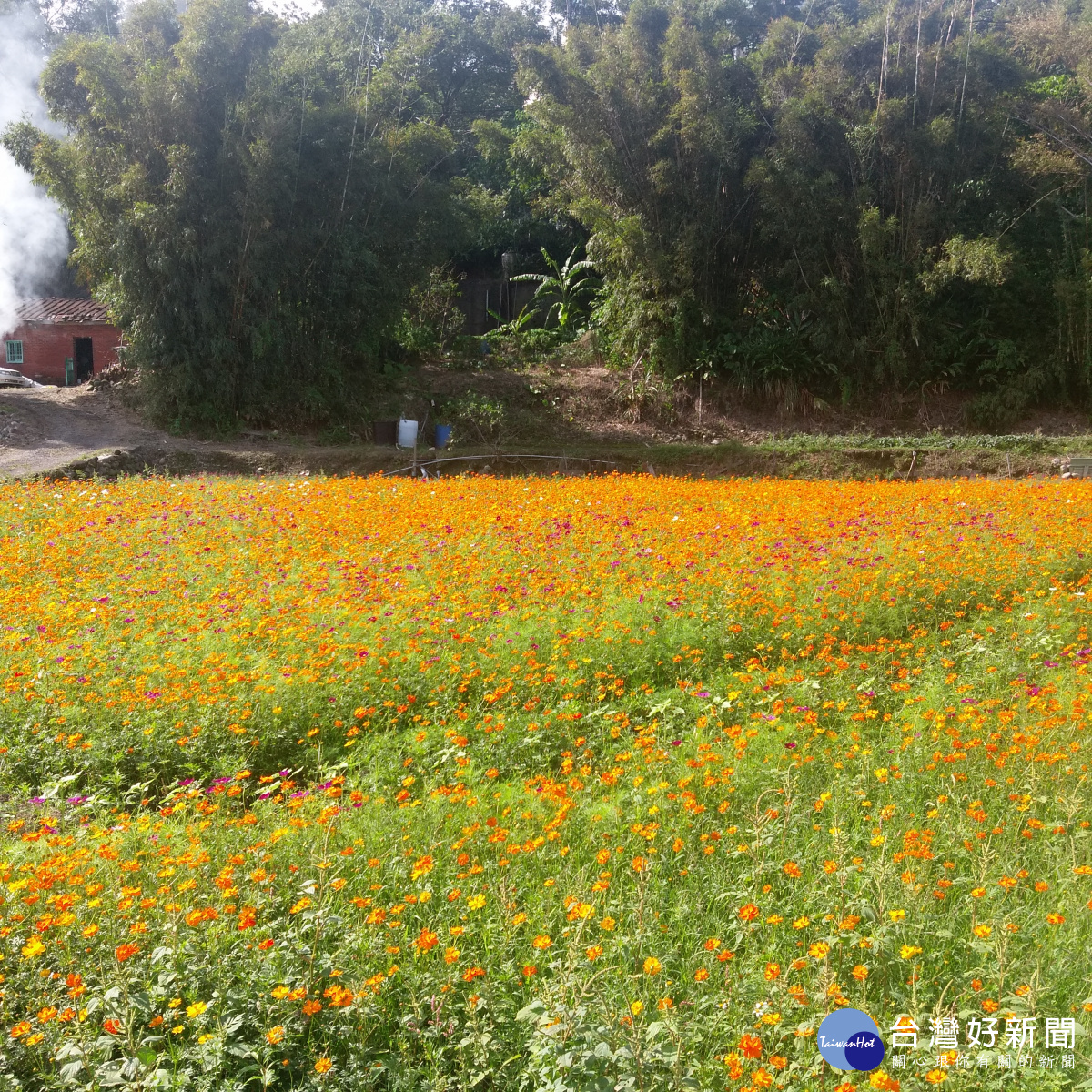 大溪花彩節尚未登場 花朵陸續綻放吸引遊客駐足拍照