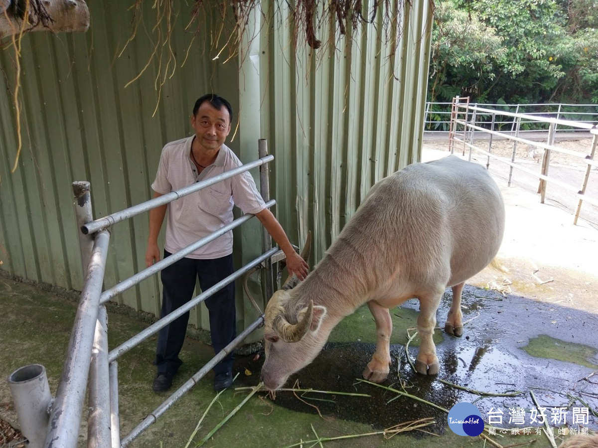 休閒餐廳飼養白水牛,為園區內人氣王動物。(圖/動保處提供)