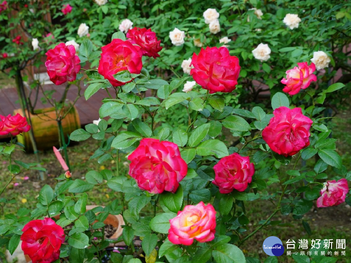 玫瑰品種：迪克.克拉克-美國（圖／公園處提供）