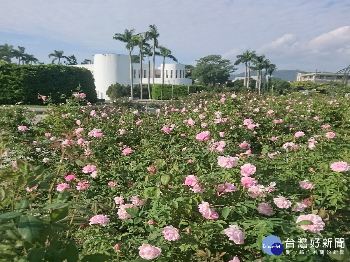 新闢玫瑰園(怡情園)玫瑰花盛開（圖／公園處提供）