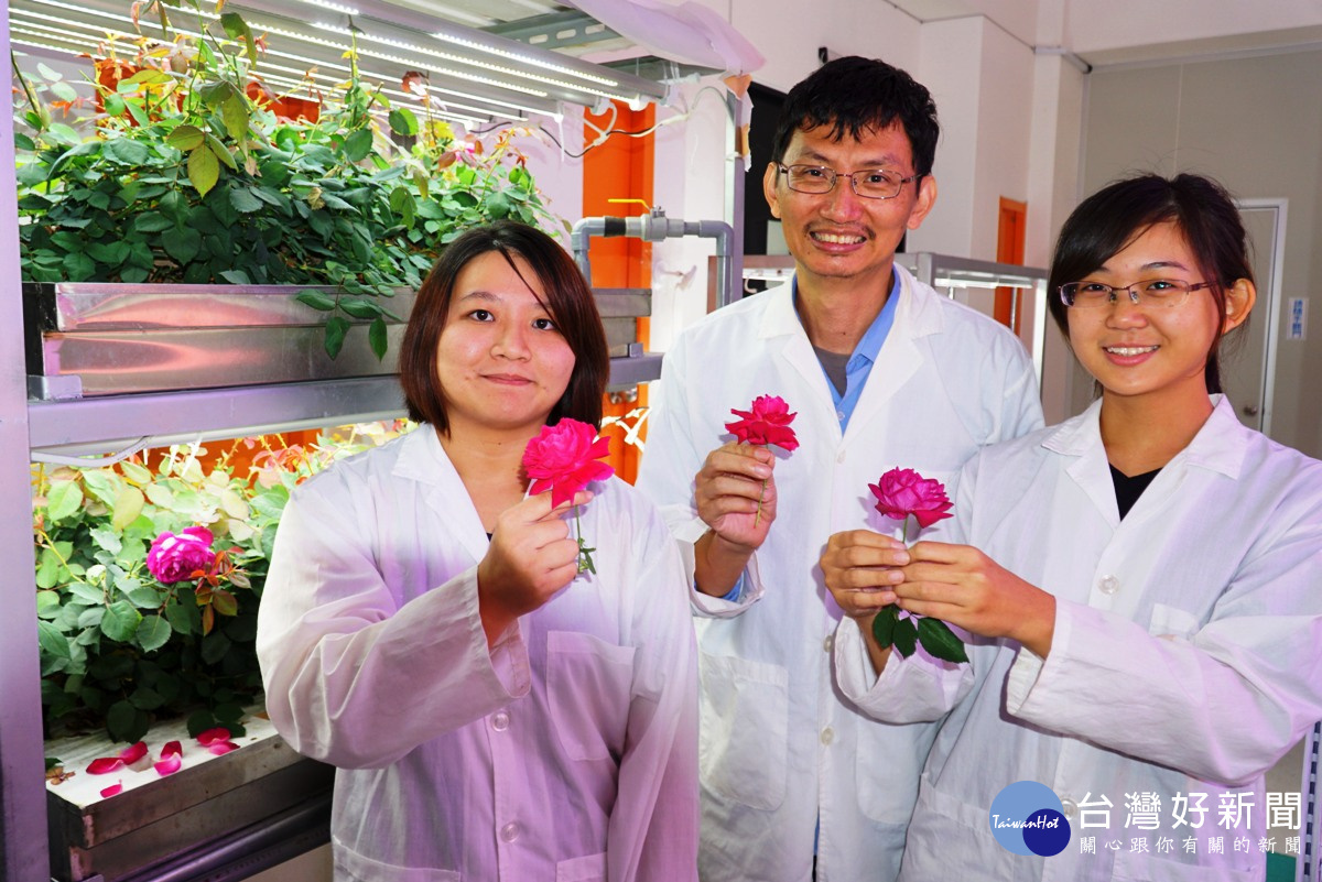 常見餐廳使用鮮花擺盤 大葉生物科培育玫瑰花現在更可食用