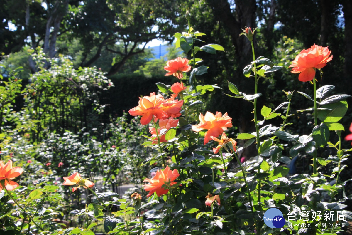 現代玫瑰園區內繁花盛開，等待大家來欣賞群花之舞