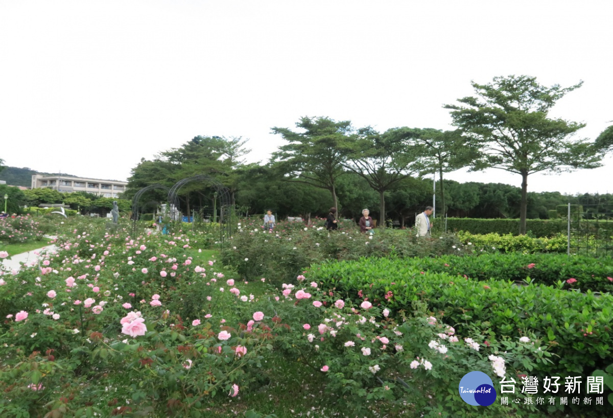 花團錦簇的古典玫瑰園區