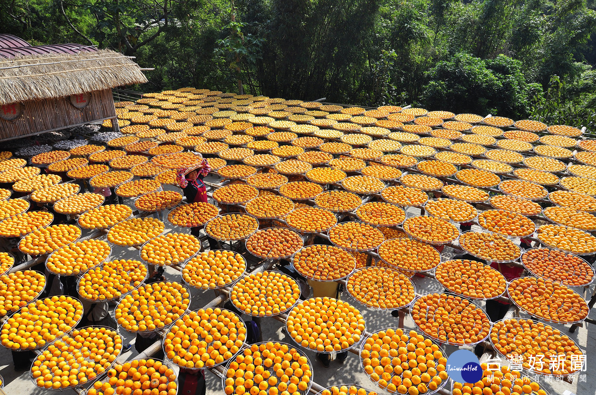 每到九月新竹縣新埔鎮便會化身成一片金黃耀眼的柿海，獨有的「柿餅季」文化讓造訪者在視覺與味覺上都能得到滿足。（圖／喜鴻假期提供）