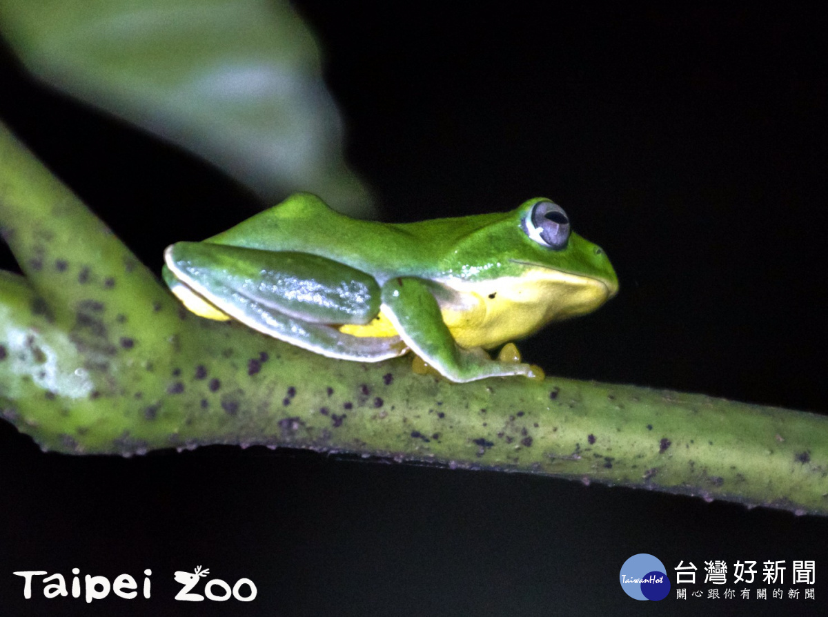 台北樹蛙（圖／台北市立動物園）