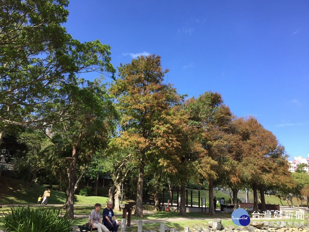 大湖公園落羽松華麗變色，吸引遊客駐足（圖／公園處提供）