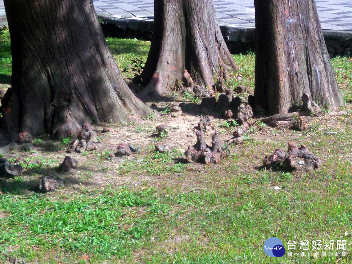 突出地面的呼吸根,布滿了樹幹四周的地面上(圖/公園處提供)