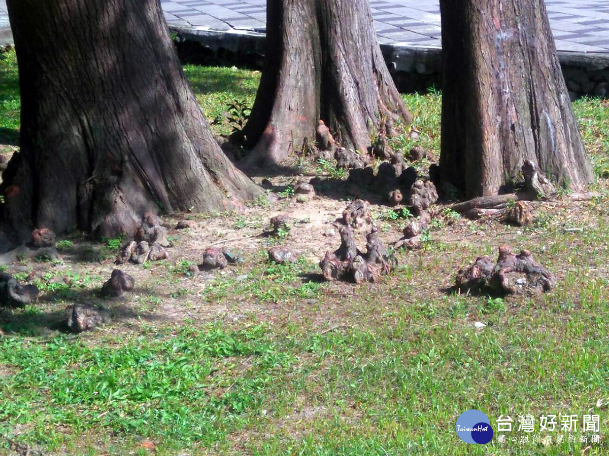 突出地面的呼吸根，布滿了樹幹四周的地面上（圖／公園處提供）