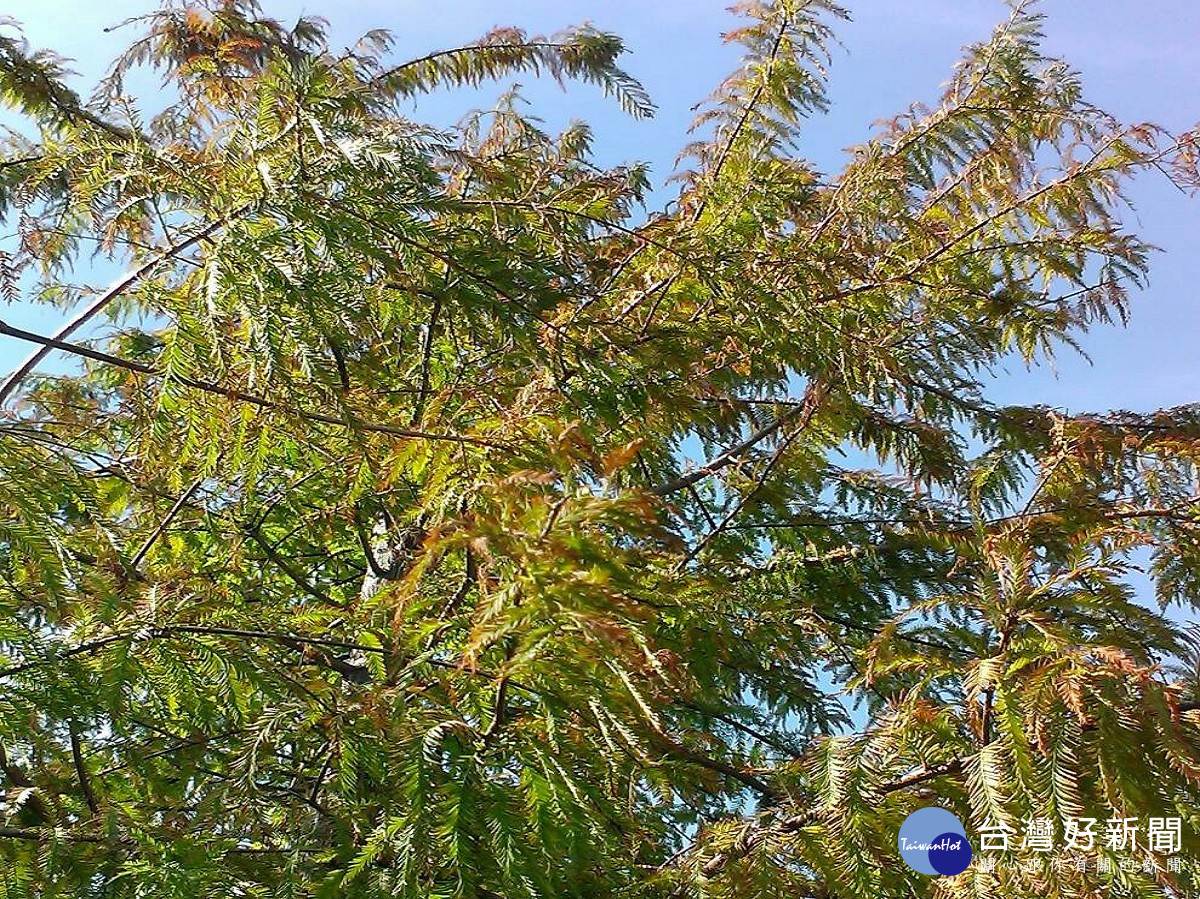 落羽松在入秋後葉片會慢慢轉至紅褐色（圖／公園處提供）