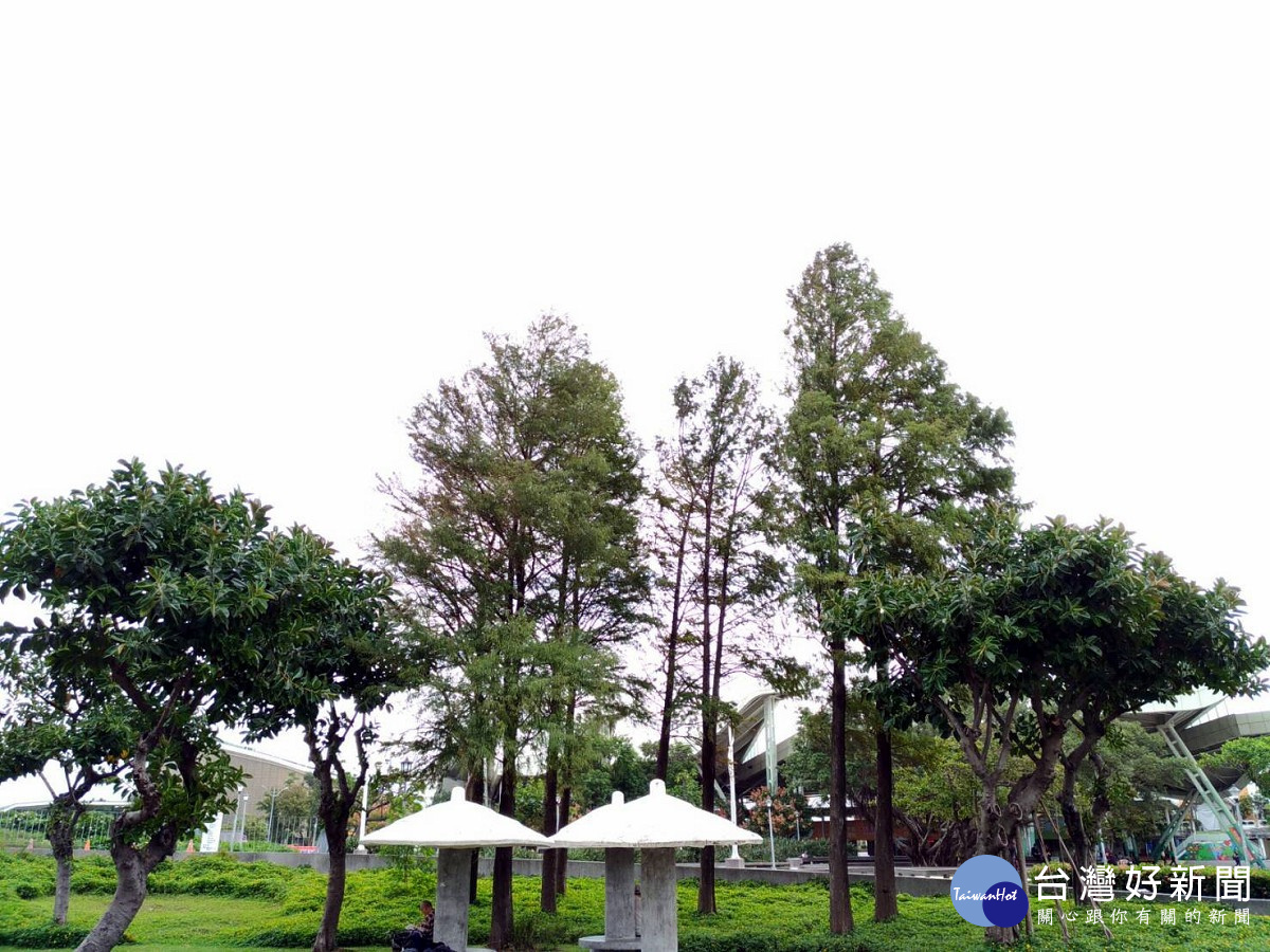 民眾可在涼亭旁欣賞落羽松的美景(圖/公園處提供)