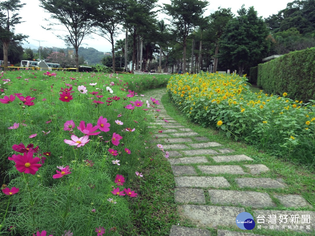 大波斯菊及向日葵於菊展現場迎風搖曳（圖／公園處提供）