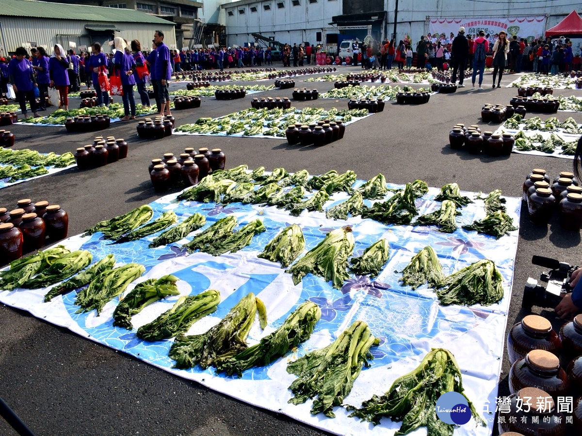 桃園市千人踩客家酸菜活動 傳承客家百年美食文化