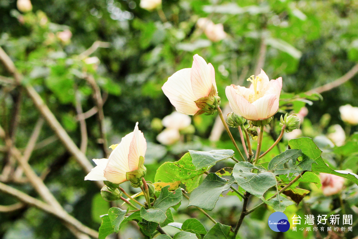 山芙蓉花色一日三變,故被稱為千面美人