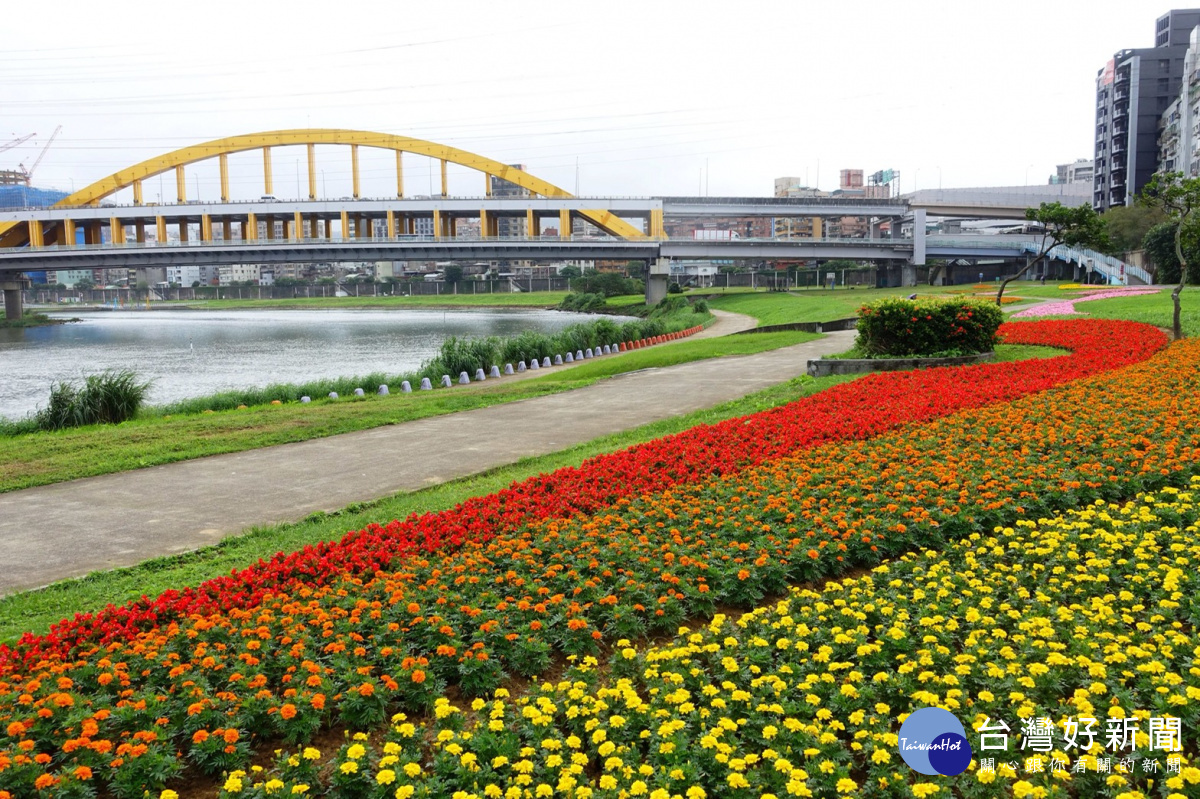 北市河濱14萬盆花海限時賞　一路綻放至明年1月底