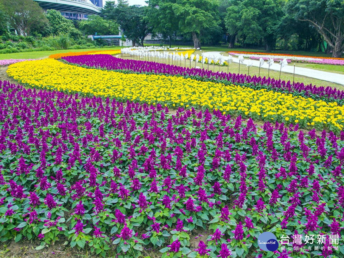 媲美國外花園　北市河濱豔麗花海浪漫綻放中