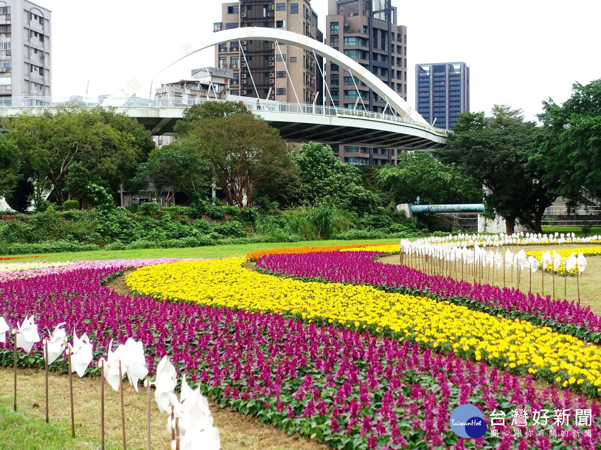 媲美國外花園　北市河濱豔麗花海浪漫綻放中