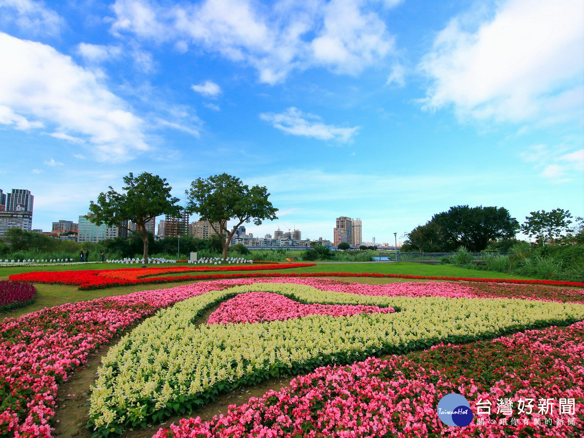 媲美國外花園　北市河濱豔麗花海浪漫綻放中