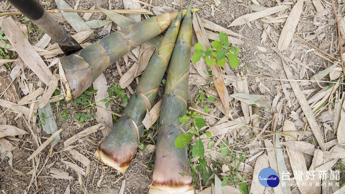 麻園村的綠竹筍，現場採收。